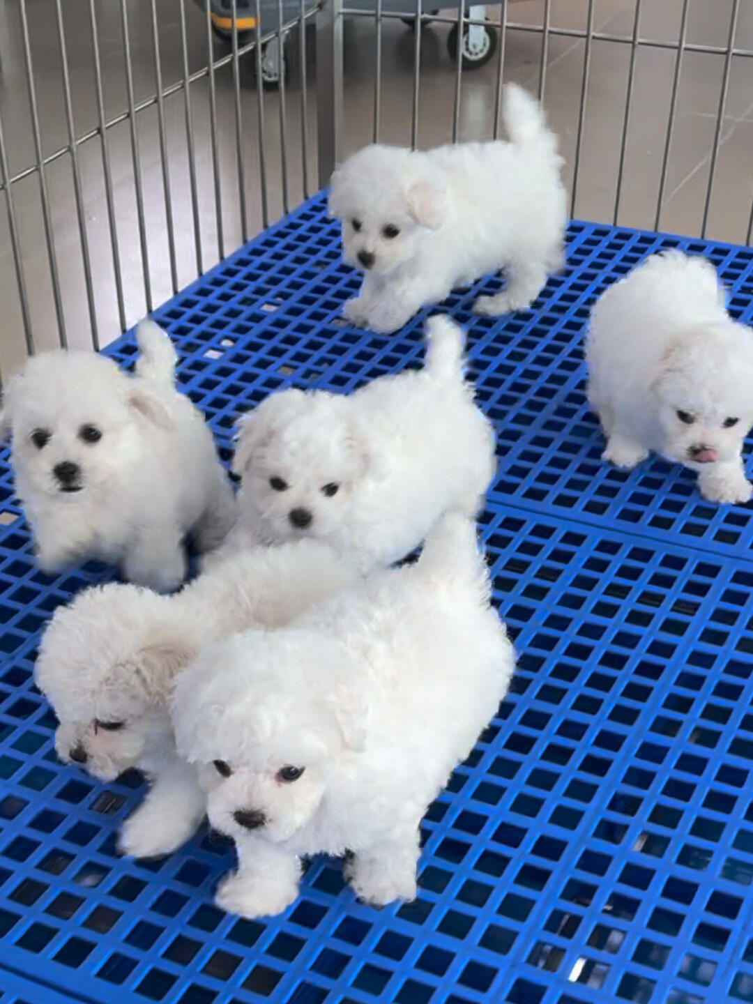 比熊幼犬，犬舍直发